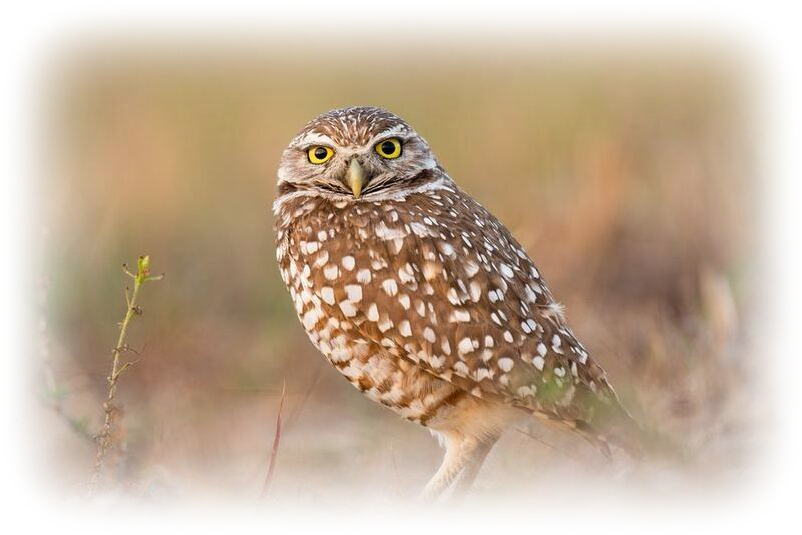 A brown owl stares at the camera facing from the side behind a desert scene